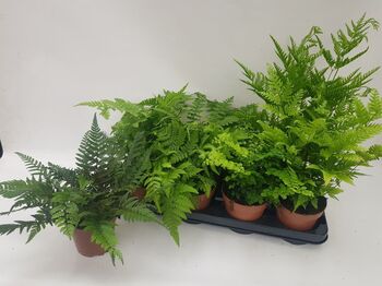 Fougère Nephrolepis exaltata 'Green Lady'