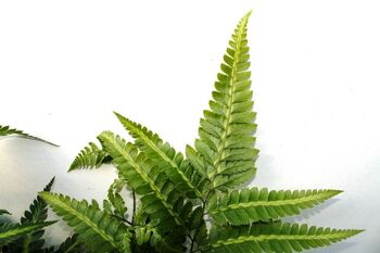 Fougère Rumohra adiantiformis 'Variegata'