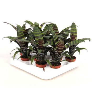 Bromeliace Vriesa Era