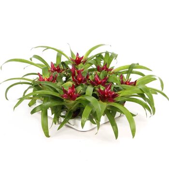 Bromeliace Guzmania 'Intro'
