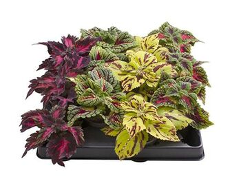 Coleus BLUMEI MIX