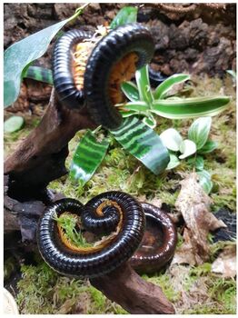 Alienostreptus bicoloripes pattes oranges