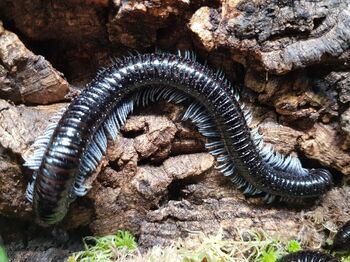 Alienostreptus bicoloripes pattes blanches