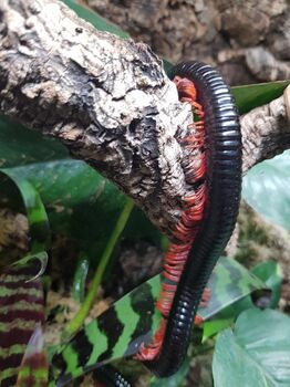 Alienostreptus bicoloripes pattes rouges