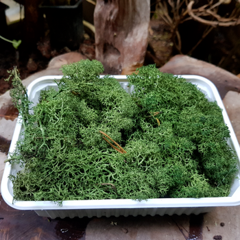 Lichen vert barquette de 17x13x4cm à 5.90€