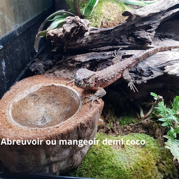 Abreuvoir coco