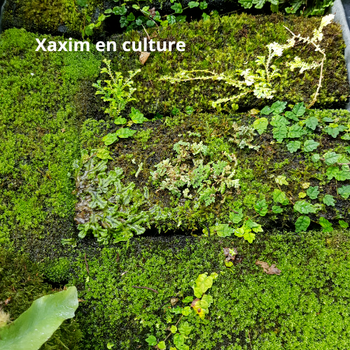 Xaxim en culture 25x10x2.5cm à 25.90€