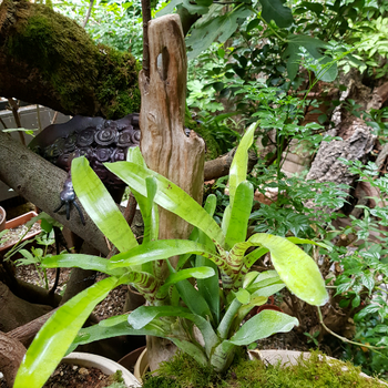 Neoregelia Schultesiana Hawai