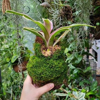 Demi tronc de Xaxim + bromeliace