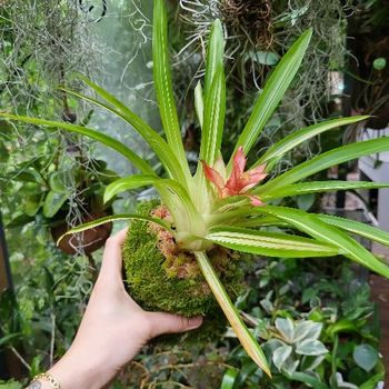 Neoregelia XXL et pot Xaxim
