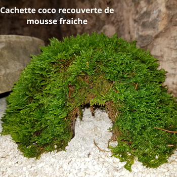 Cachette demi coco recouverte de mousse naturelle