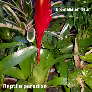 Broméliace en fleur