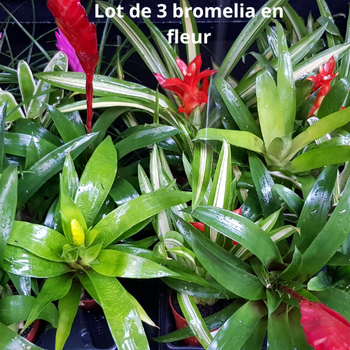 Broméliacées en fleur