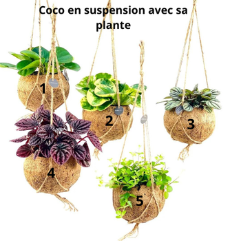 Coco en suspension avec sa plante