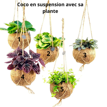 Coco en suspension avec sa plante pot de 15cm à 19.90€