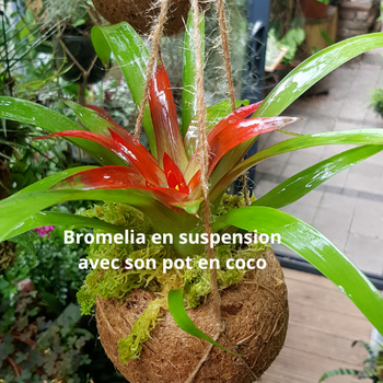 Coco en suspension avec sa Bromeliace
