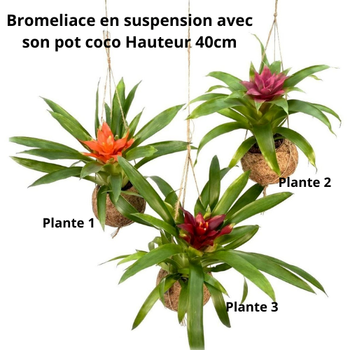 Coco en suspension avec sa Bromeliace
