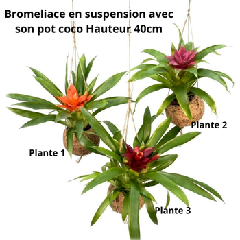 Coco en suspension avec sa Bromeliace au choix pot de 15cm à 15.90€