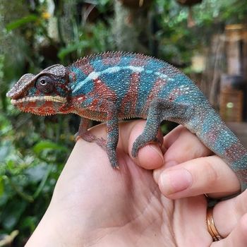 Furcifer pardalis blue bars