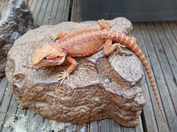Pogona vitticeps