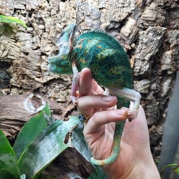 Chamaeleon calyptratus 5 mois