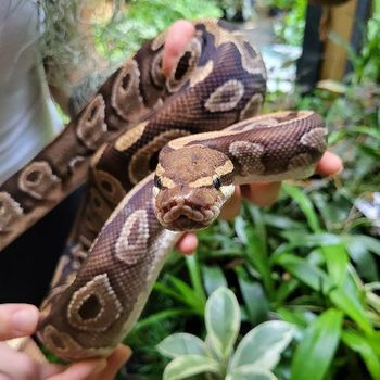 Python regius classique adulte