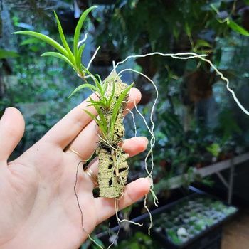 Tolumnia scandens