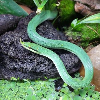 Gonyosoma boulengeri juvenile Juin 2025