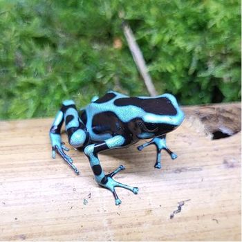 Dendrobates auratus celeste