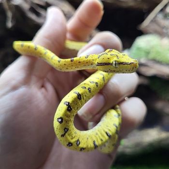 Morelia viridis aru