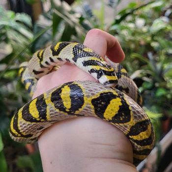 Euprepiophis mandarinus