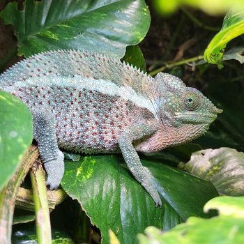 Furcifer pardalis Ankaray X Abanja