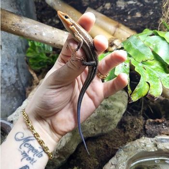 Plestiodon fasciatus couple