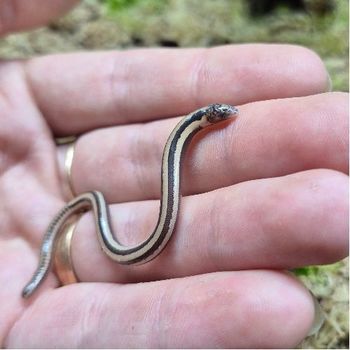Isopachys gyldenstolpei