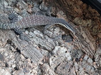 Varanus glauerti puce i-fap inclu