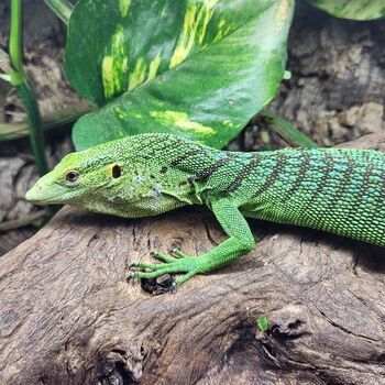 Varanus kordensis adulte femelle