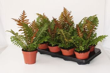 Fougère Blechnum Brasiliense Volcano