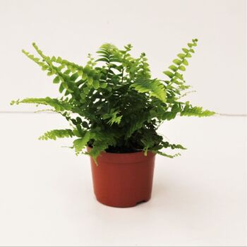 Fougère Nephrolepis exaltata 'Green Lady'