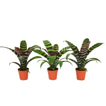 Bromeliace Vriesa Era