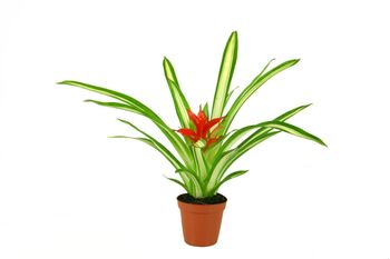 Bromeliace Guzmania 'Ice Cream'