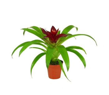 Bromeliace Guzmania 'Intro'