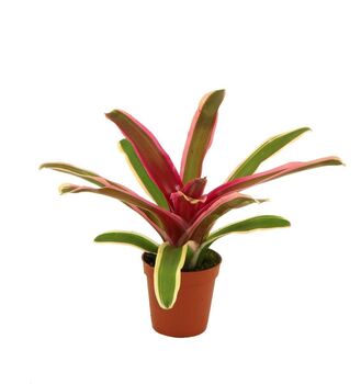 Bromeliace Nidularium schultesianum 'Striped Fireball'