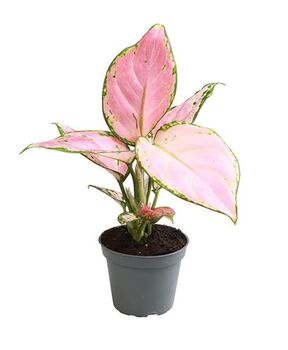 Aglaonema 'Red Zircon'