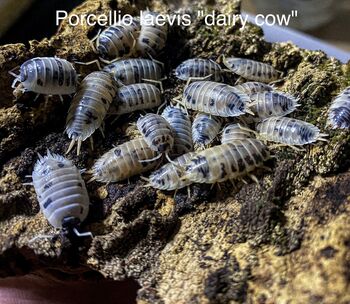 Porcellio laevis Dairy cow