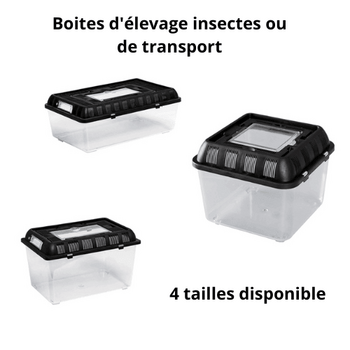 Morineaux