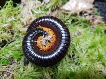 Alienostreptus bicoloripes pattes oranges