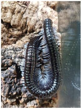 Alienostreptus bicoloripes pattes blanches