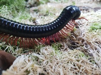 Alienostreptus bicoloripes pattes rouges
