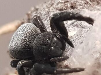 Eresus walckenaeri