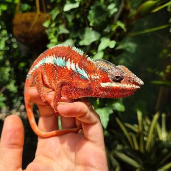 Furcifer pardalis red bars